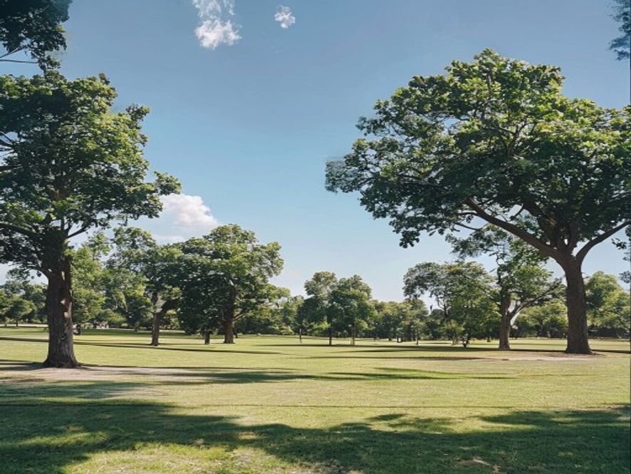 People gathering on a sunny day in a peaceful Auckland park with native trees and clear blue sky